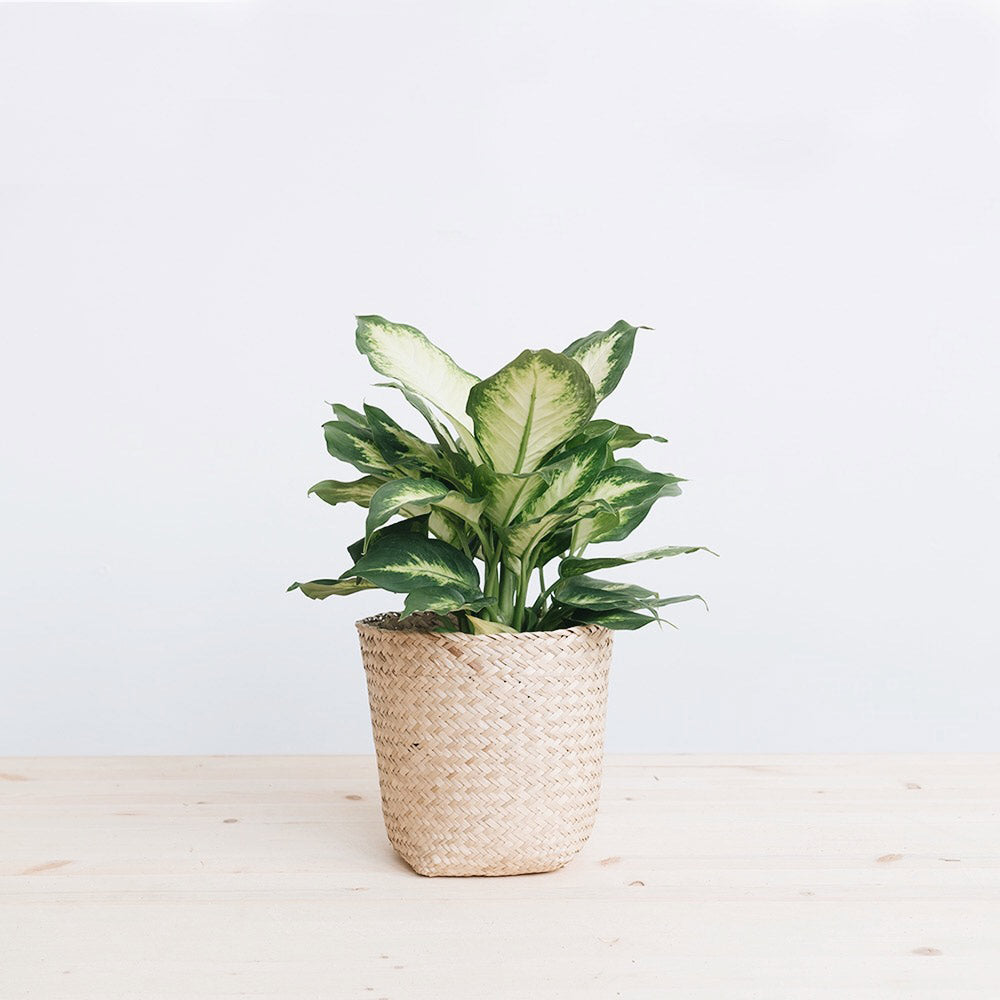 Handwoven Rattan Basket Planter - Natural Fiber Plant Pot for Indoor & Outdoor Decor | Perfect for Home, Garden, and Boho Style Decorations