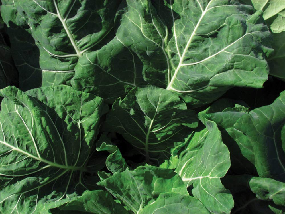 Champion Collard Seeds - 50 Count Non-GMO Heirloom Vegetable Seeds for Home Gardening by COOL BEANS N SPROUTS - Perfect for Indoor/Outdoor Planting, Container Gardens & Fresh Salads