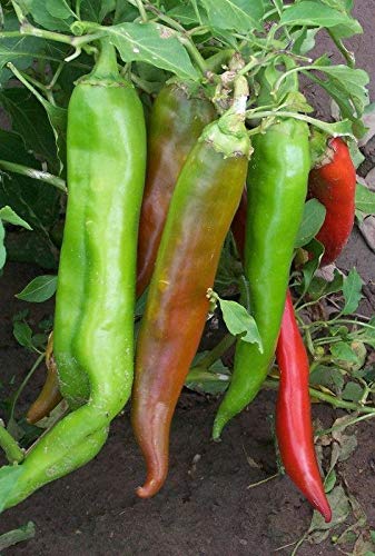 Hatch Chile Pepper Seeds - 25+ Non-GMO Heirloom Seeds for Vegetable, Fruit, Herb & Flower Gardens | Perfect for Home Gardening, Salsa Making & Southwestern Cuisine | Seed King Express
