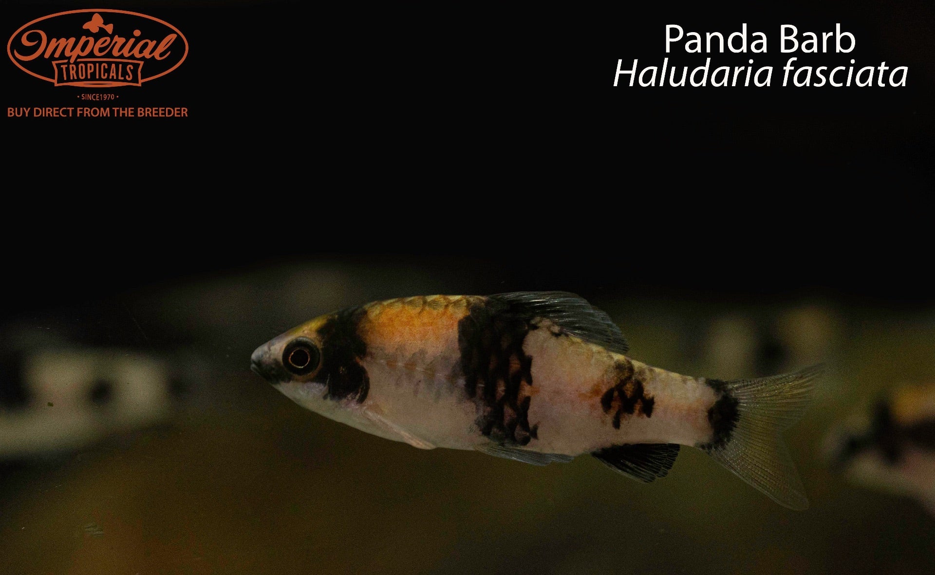 Panda Barbs (Puntius fasciatus) - Live Freshwater Aquarium Fish for Tropical Tanks | Perfect for Community Aquariums & Planted Tanks
