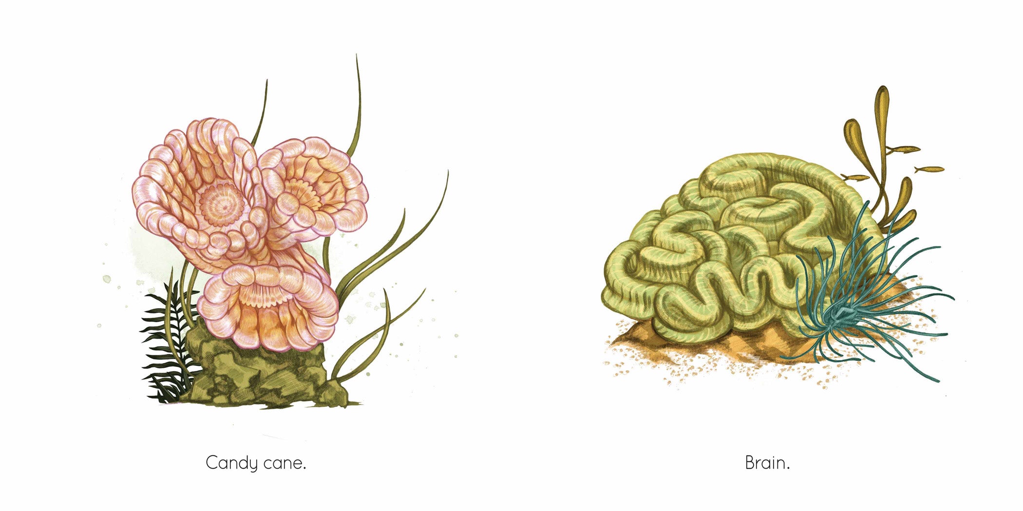 Coral Reef Book for Kids - 9781568463674 | Educational Marine Life Reading for Children | Perfect for Classroom & Home Learning