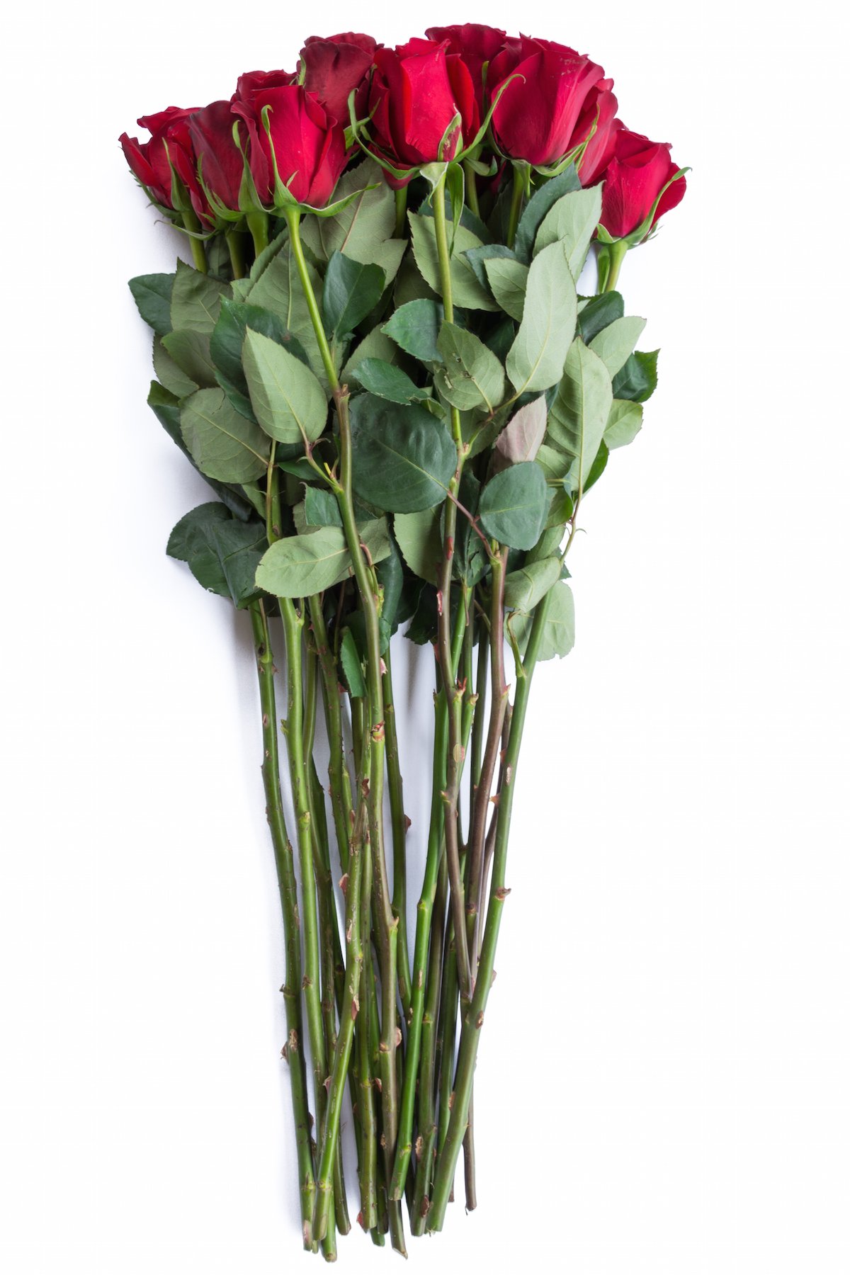 24 Stems Fresh Cut Red Rose Bouquet - Premium Long-Lasting Valentine's Day Roses for Romantic Gifts, Weddings & Home Decor | Flower Explosion