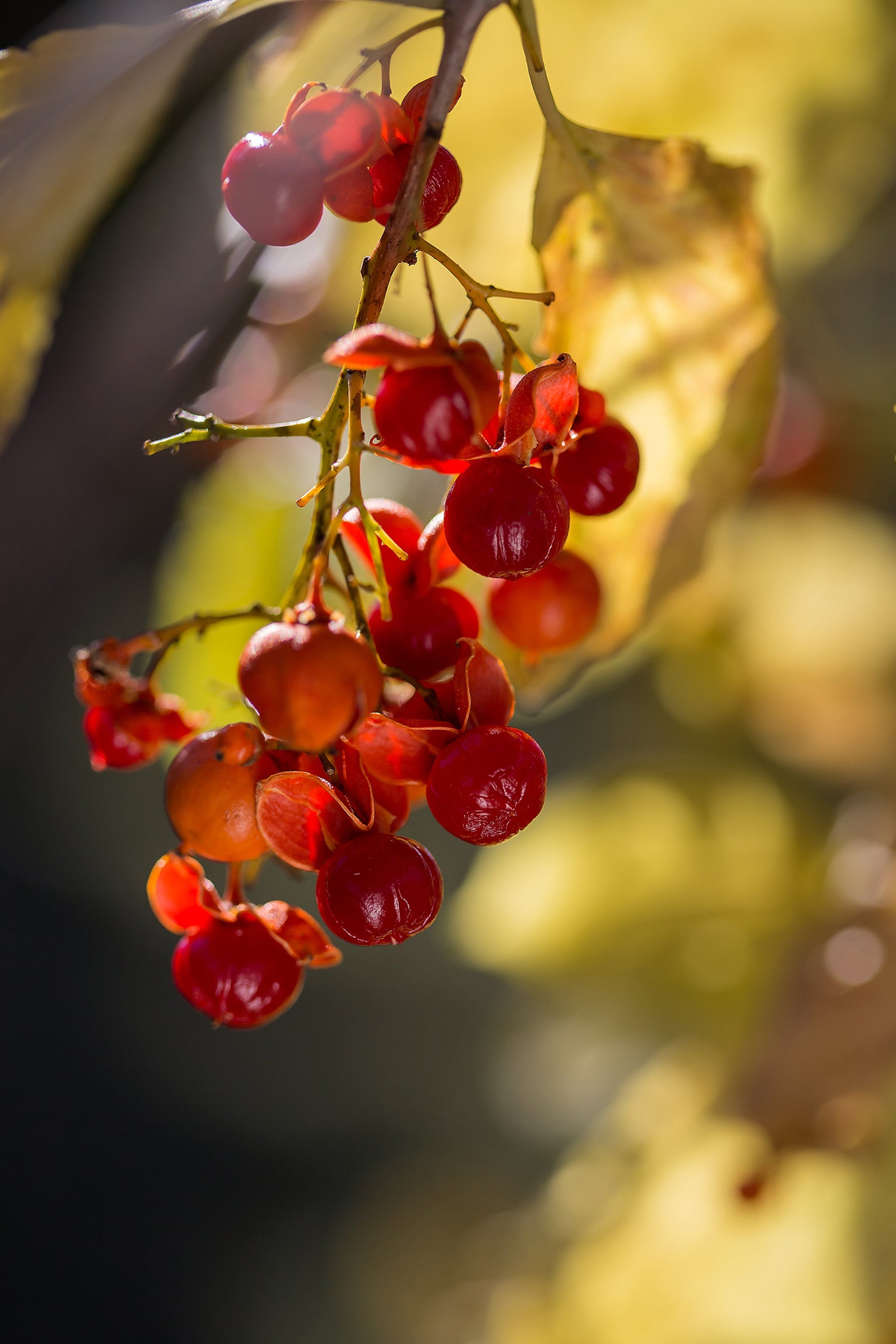 Celastrus Scandens 'Autumn Revolution' - Climbing Bittersweet Vine for Fences & Trellises | Fast-Growing Ornamental Plant for Fall Color & Winter Interest