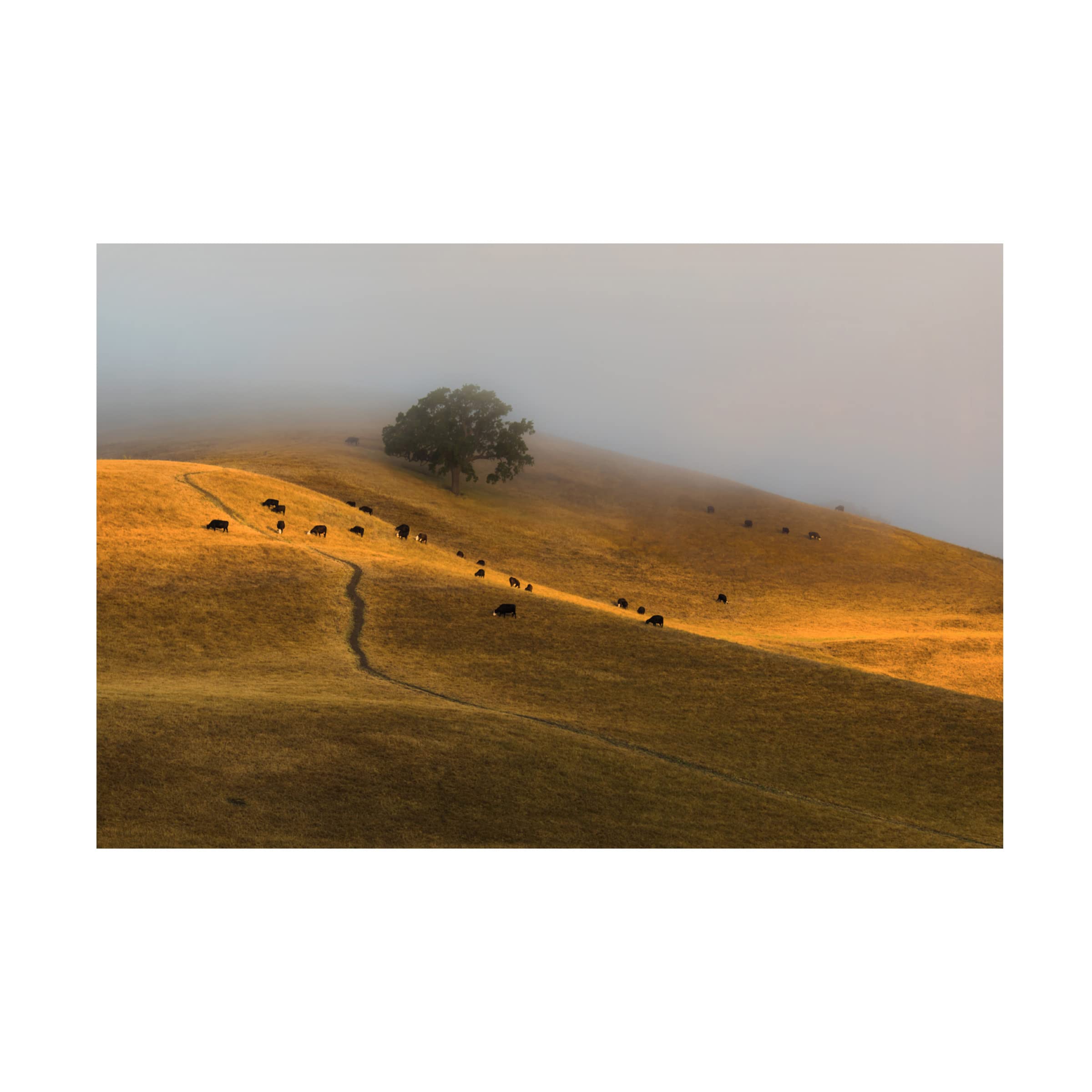 Trademark Fine Art 'A Summer Morning In Trivalley' Canvas Wall Art by Jenny Qiu - Landscape Painting for Living Room, Bedroom & Office Decor