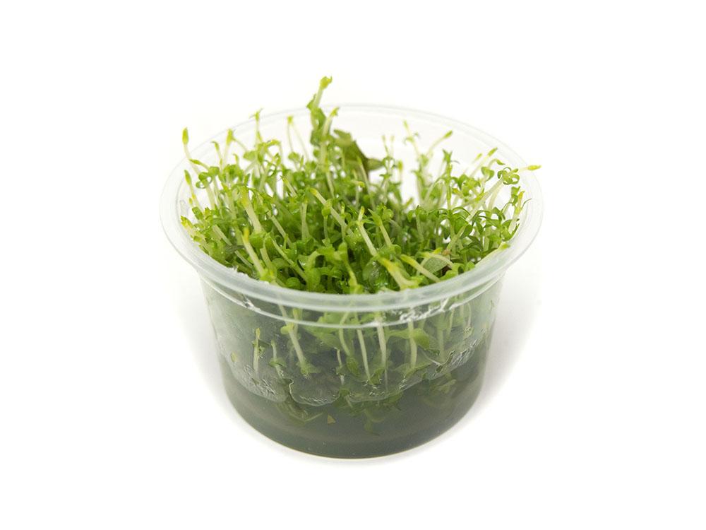 TCulture Gratiola Viscidula (TC Cup) - Premium Aquatic Plant for Freshwater Aquariums | Perfect for Planted Tanks, Aquascaping & Shrimp Habitats