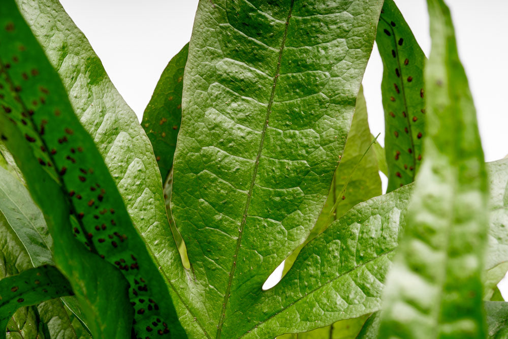 Java Fern Mat - Live Aquarium Plant for Fish Tanks, Terrariums & Paludariums | Easy Care Aquatic Plant for Beginners | Perfect for Aquascaping & Natural Habitat Setup