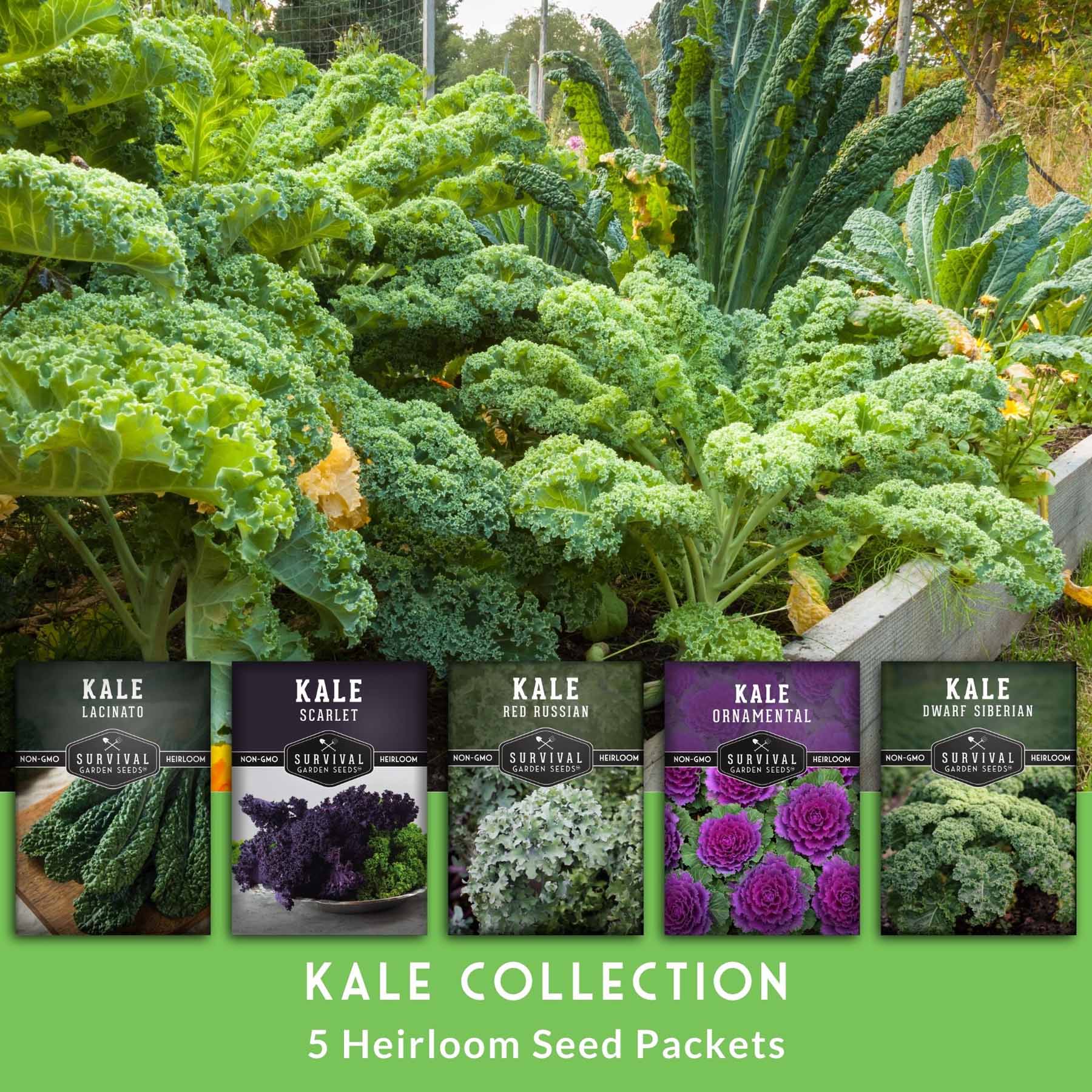 Organic Kale Seed Collection - 5 Heirloom Varieties for Home Gardening | Non-GMO, High Germination Rate | Perfect for Salads, Smoothies & Healthy Eating