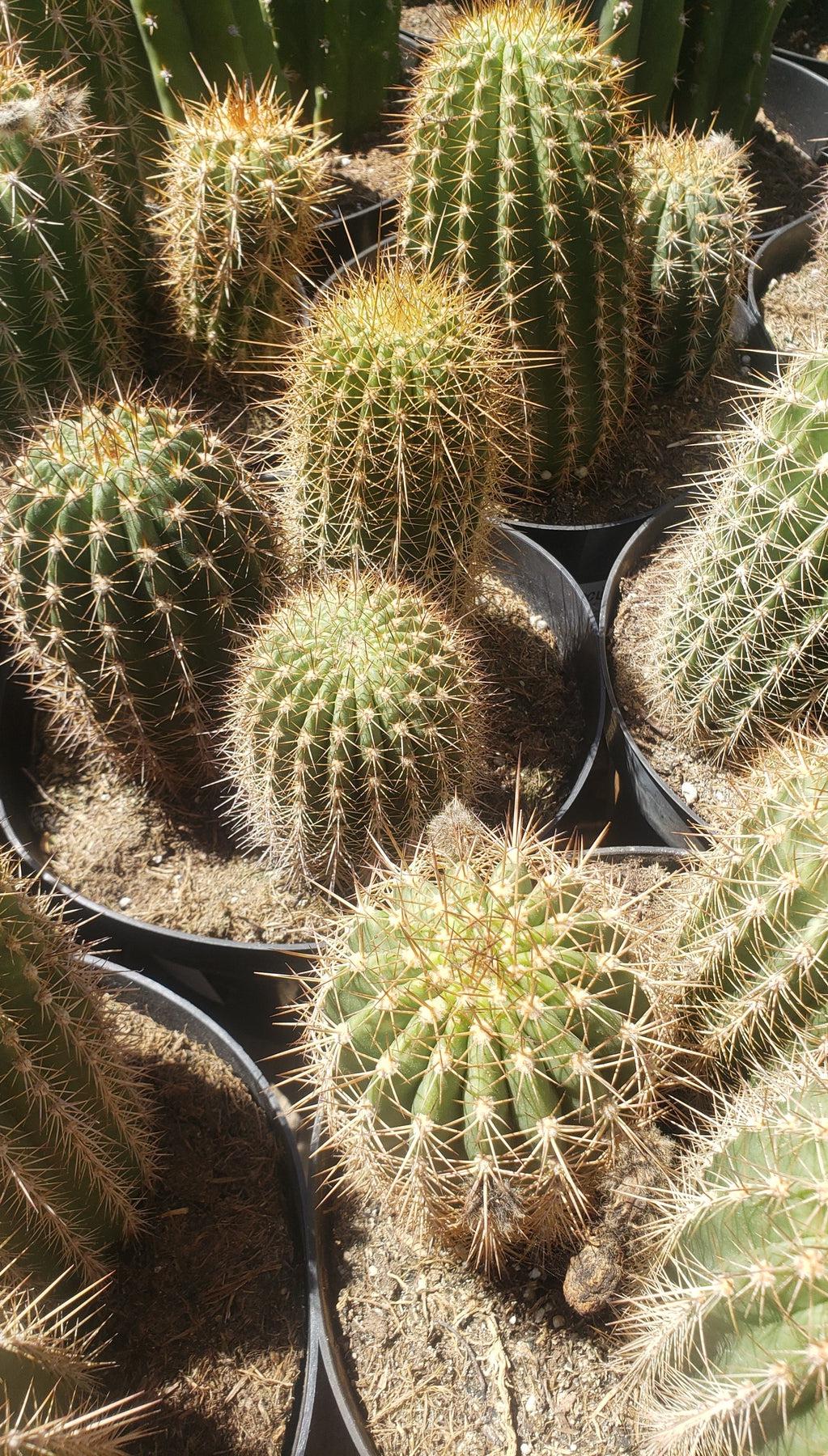 EC111 EXACT Trichocereus Grandiflorus Hybrid Cactus - 8