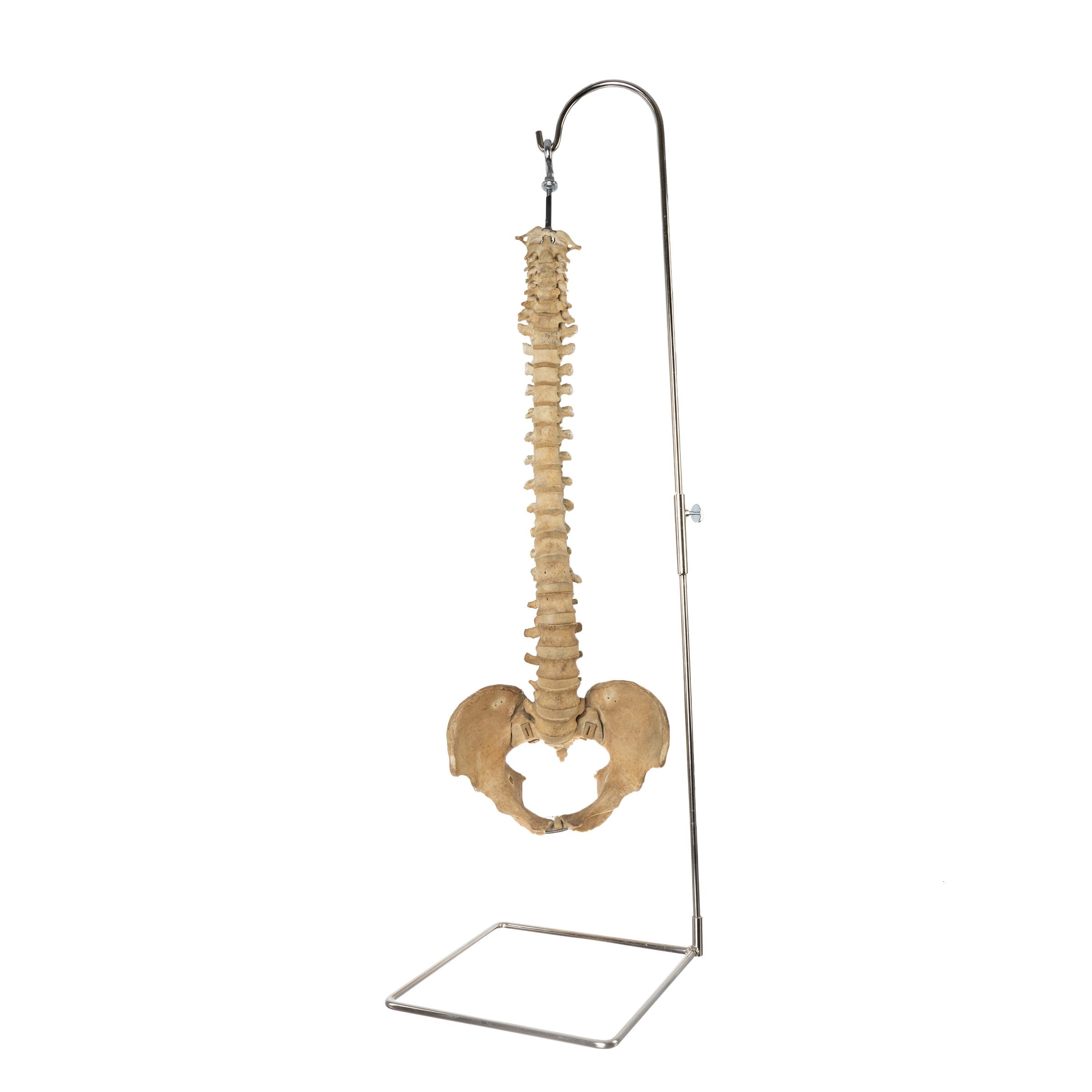 Authentic Human Spine, Sacrum & Pelvis Model with Stand - Perfect for Medical Education, Anatomy Study & Classroom Demonstrations
