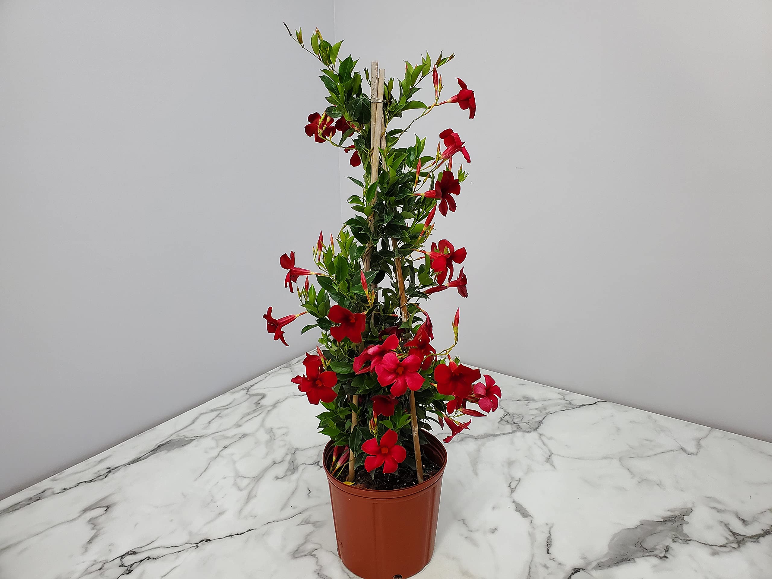 Live Dipladenia Plant - Beautiful Red Tropical Flowering Plant - 36