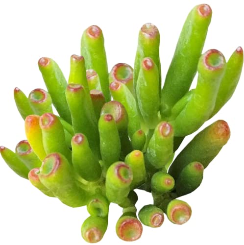 Gollum Jade Crassula