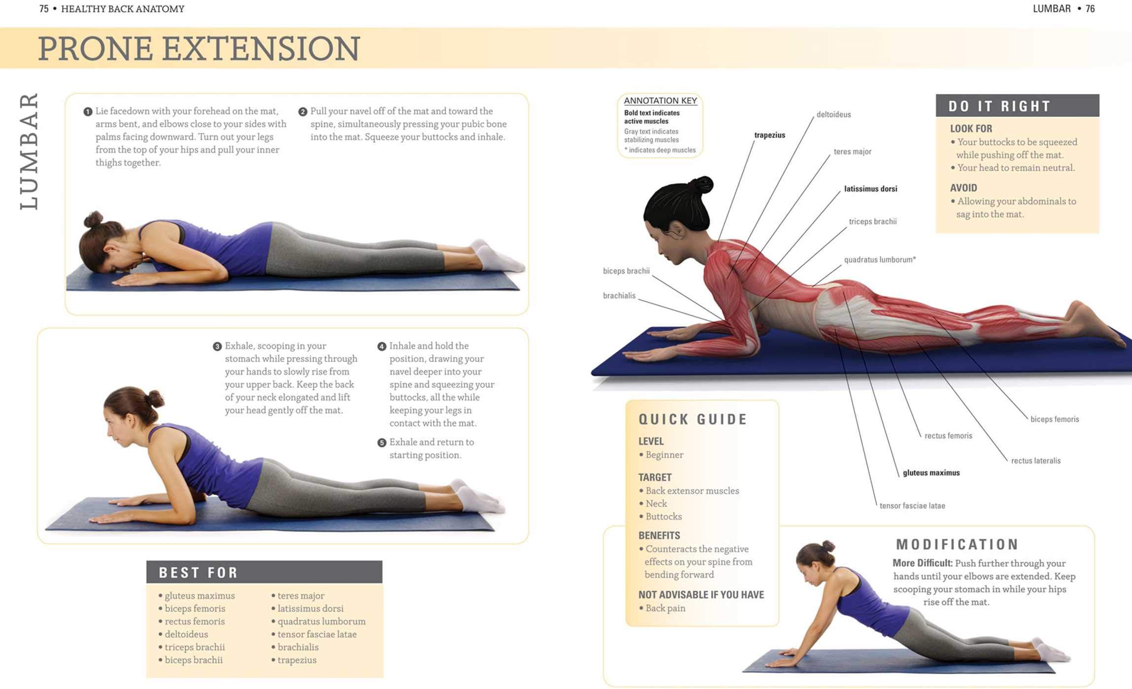 Healthy Back Anatomy - Comprehensive Guide to Spine Structure & Posture Support | Perfect for Chiropractors, Yoga Instructors & Office Workers