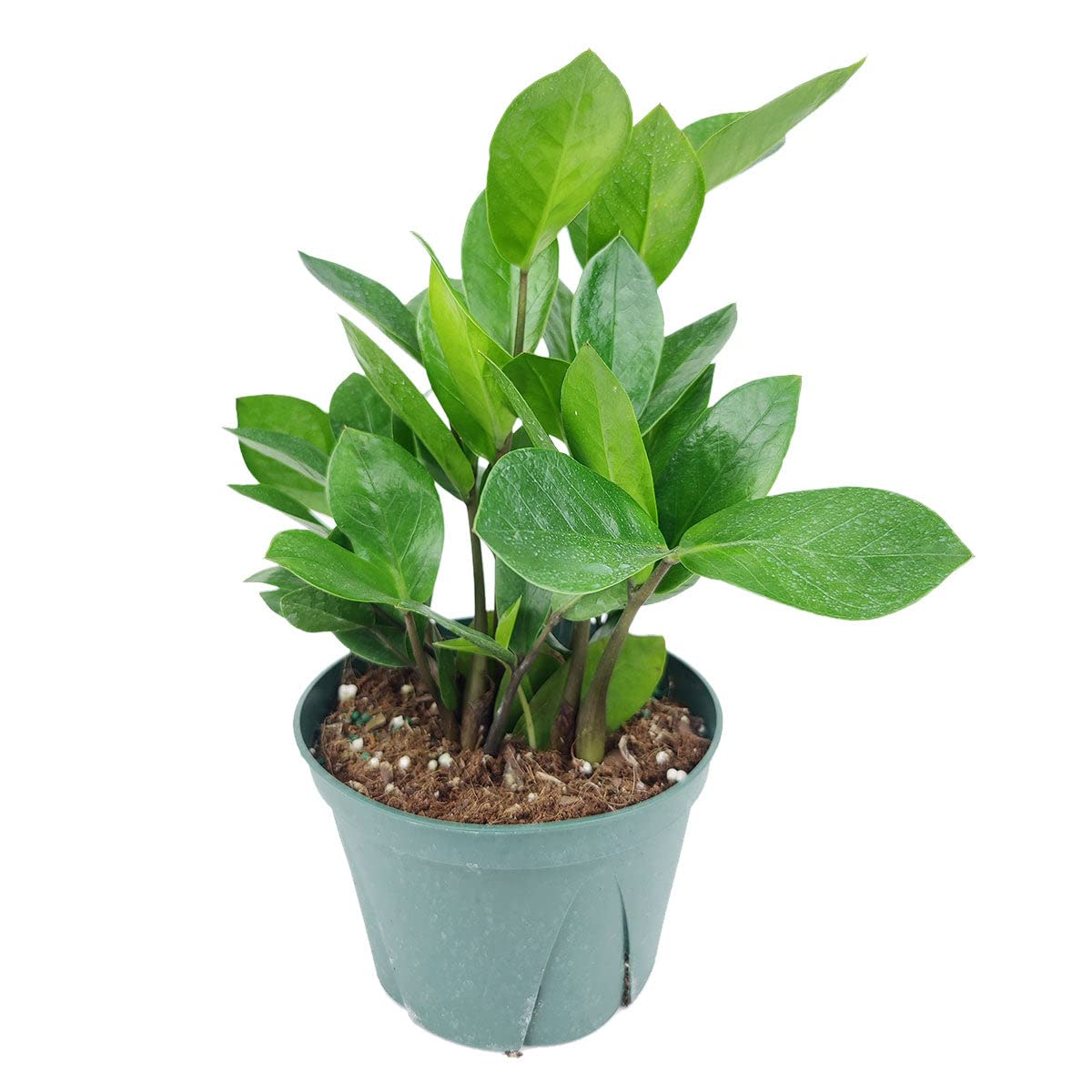 ZZ Plant (4