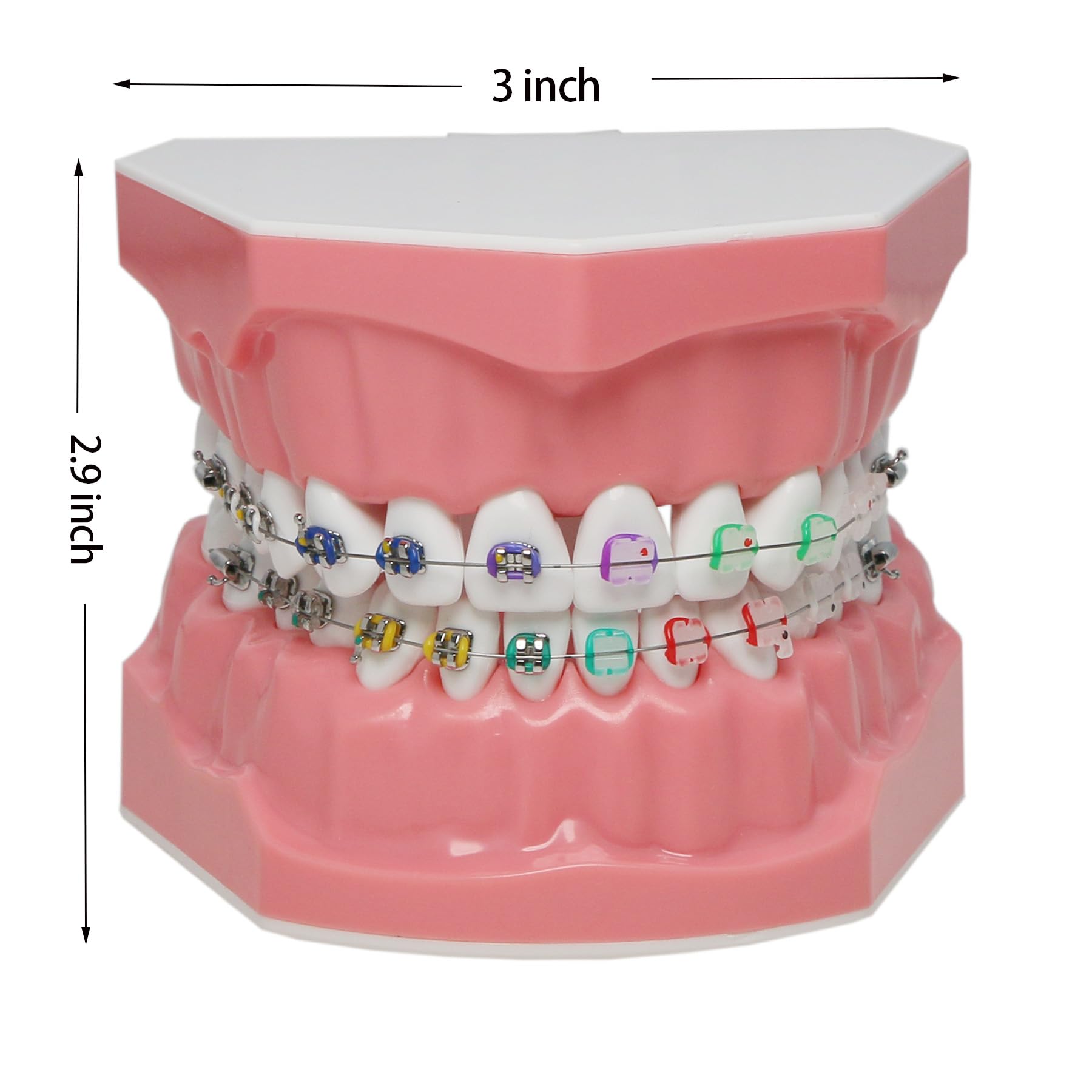 Orthodontic Dental Typodont Teeth Model with Metal Wires & Clear Braces - Teaching Demonstration Kit for Clinical Education, Dental Students & Professionals - Perfect for Classroom Training, Practice & Patient Education