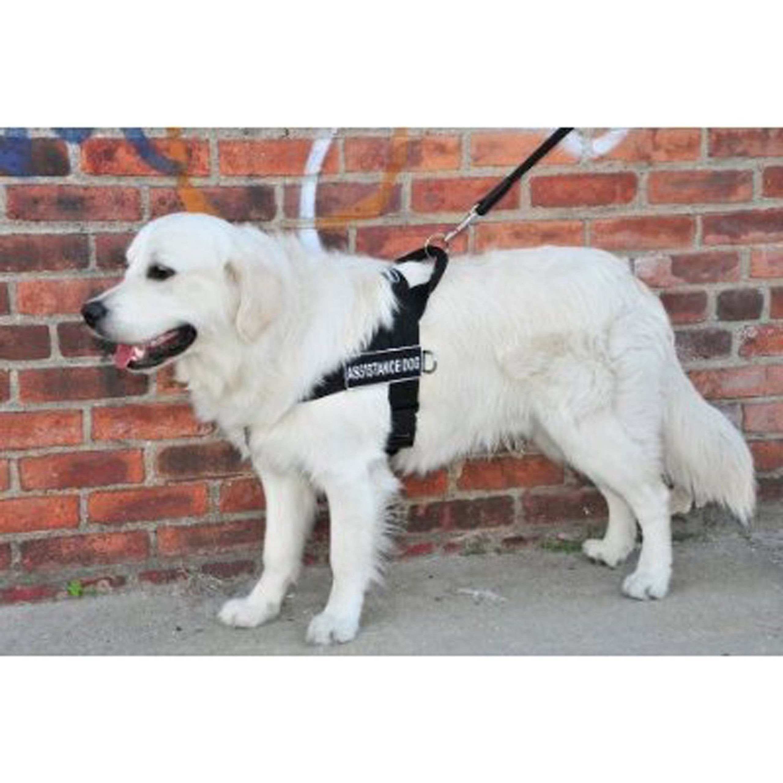 Dean & Tyler DT Universal No Pull Dog Harness for Small Dogs - XS Size, Fits 53cm to 64cm Girth - Black - Perfect for Assistance Dogs, Training & Daily Walks