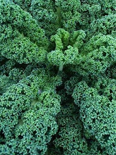 Premium 8-Variety Deluxe Kale Seed Mix - Non-GMO, Heirloom Seeds for Home Gardening (1000 Seeds) | Perfect for Salads, Smoothies & Healthy Eating | Free Shipping