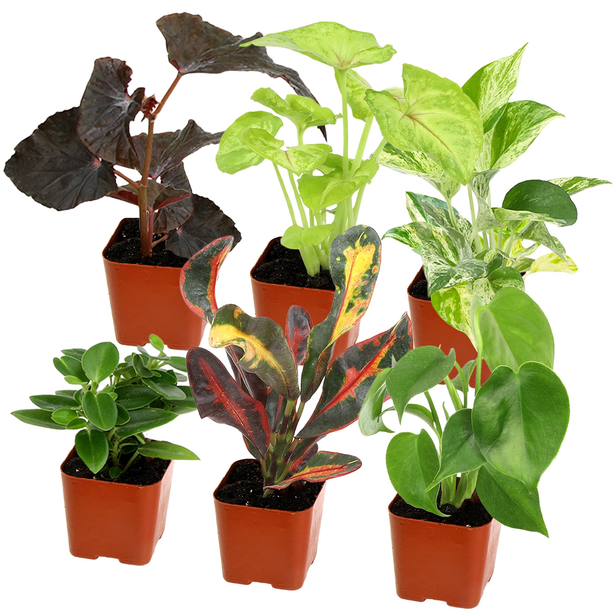 Altman Plants Live Houseplants (6-Pack) - Indoor Plants for Home & Office Decor, Best Gardening Gifts for Plant Lovers with Pots & Soil - Perfect for Living Room, Bedroom, or Workspace