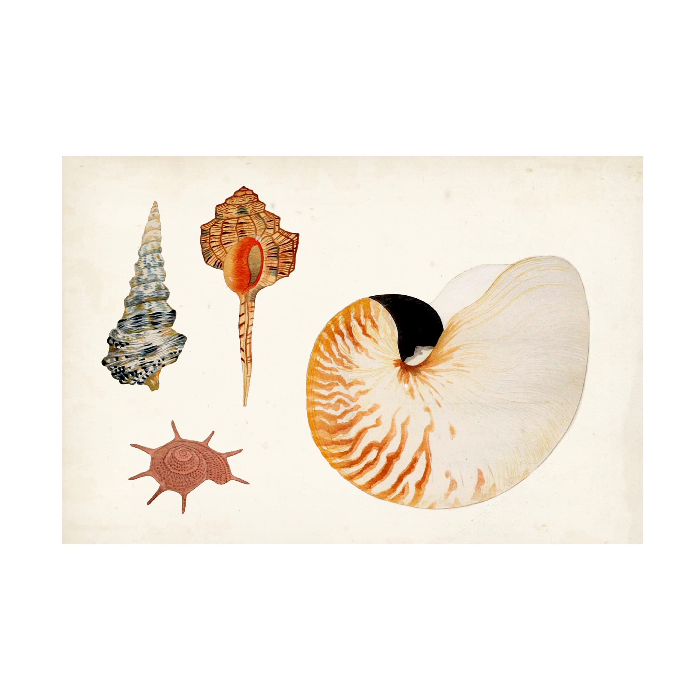 Trademark Fine Art 'Antique Shell Anthology I' Canvas Wall Art Print - Vintage Coastal Decor for Living Room, Bedroom & Office - Vision Studio Collection