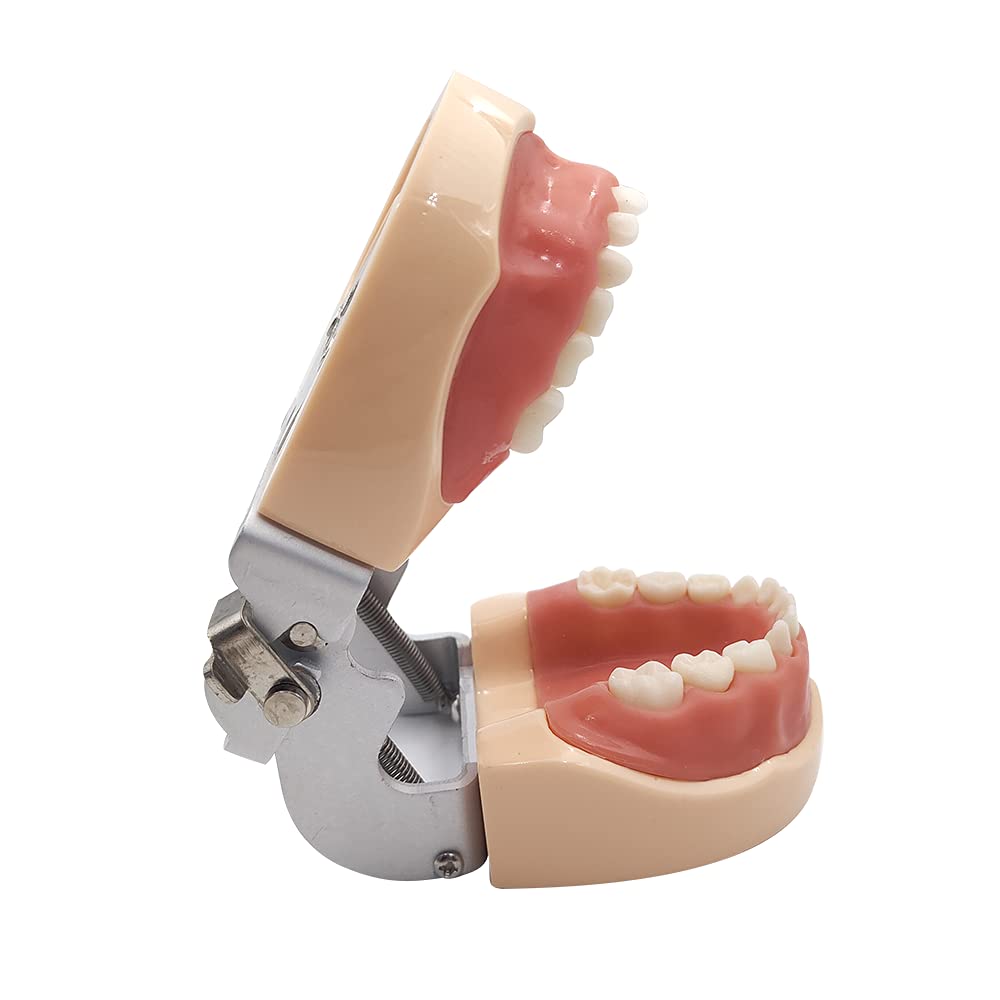 Dental Simulator Manikin Phantom Head with Removable Teeth - Typodont Model for Dental Practice Training & Study (Kids Teeth Model) - Perfect for Dental Students, Professionals & Classroom Education