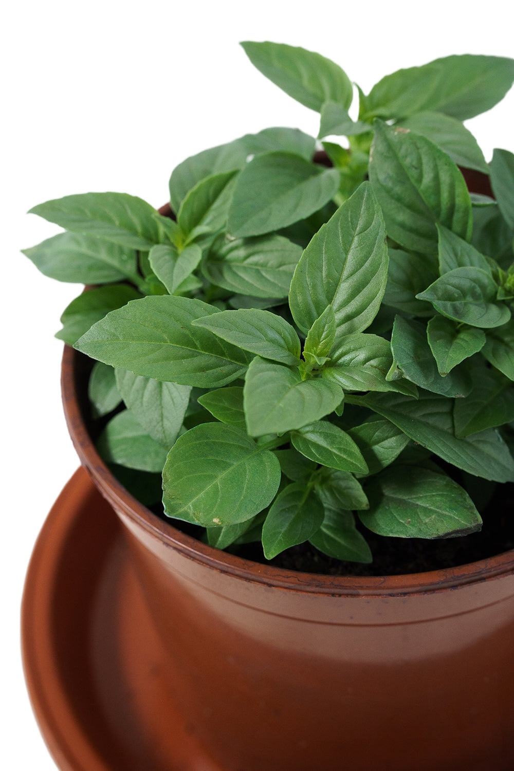 Fresh Thai Basil Leaves - Organic, Fragrant & Flavorful for Asian Cooking, Pho, Thai Dishes & Herbal Teas