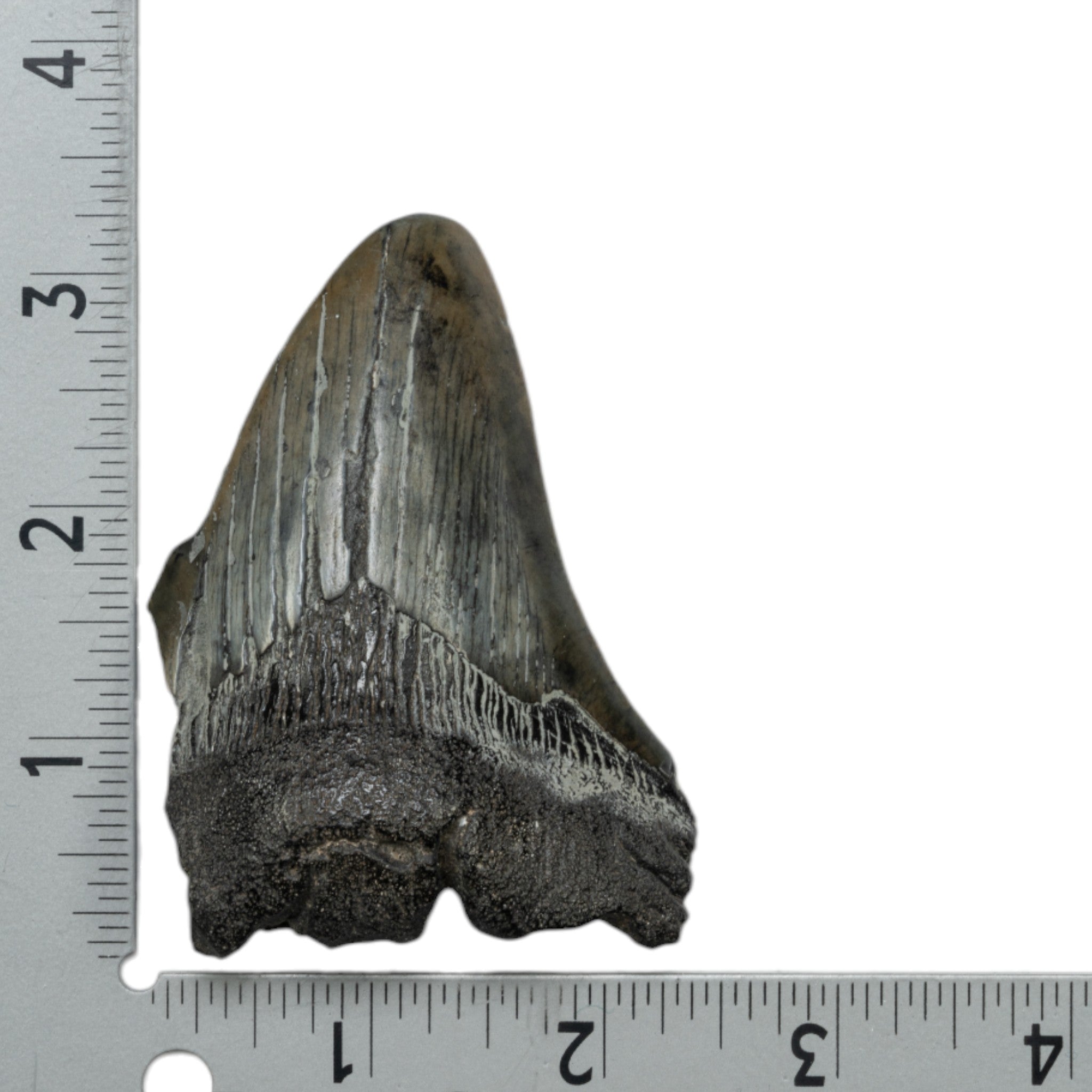Genuine Megalodon Shark Tooth Fossil - Authentic Partial Tooth for Collectors, Paleontology Enthusiasts & Home Decor | Perfect for Display Cases, Gifts & Educational Use