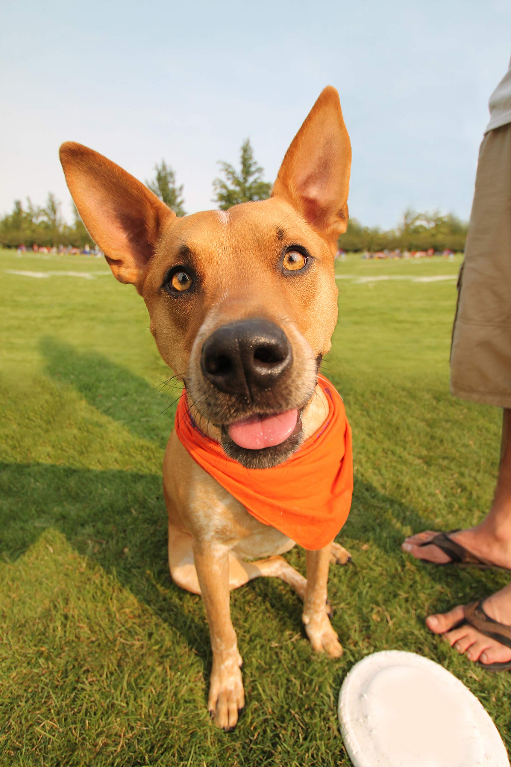 8 Pack Solid Cotton Dog Bandanas - Triangle Bibs for Small & Medium Pets (Orange) - Perfect for Pet Grooming, Photos & Everyday Wear