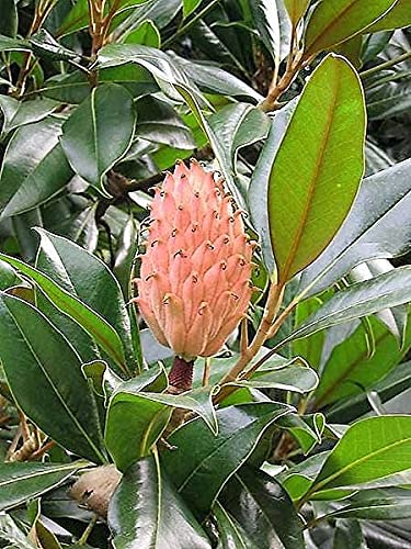 10 Southern Magnolia Tree Seeds - 12