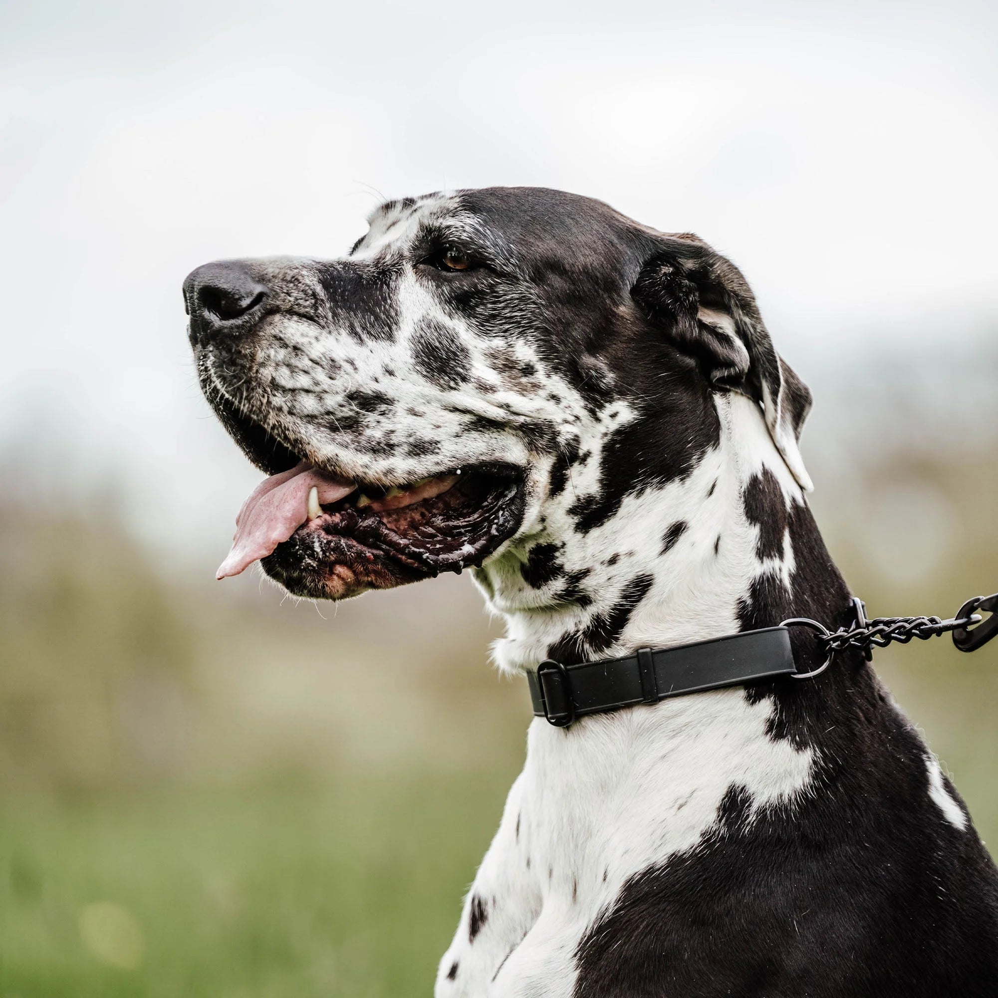Herm Sprenger Biothane Adjustable Martingale Dog Collar with Stainless Steel Chain - Perfect for Training, Walking & Everyday Use