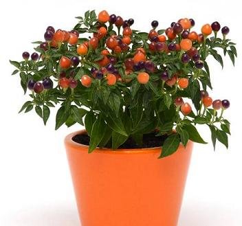 Pepper Ornamental Hot Pops Purple 1000 Seeds - Non-GMO Heirloom Seeds for Home Garden Planting, DIY Landscaping & Spicy Cooking