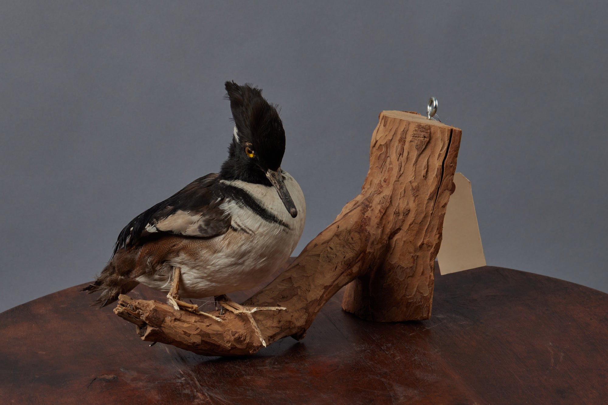 Authentic French Mounted Taxidermy Black & White Shore Bird - Vintage Coastal Decor for Beach House & Nature-Inspired Home Decor