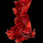 Betta Fish Red