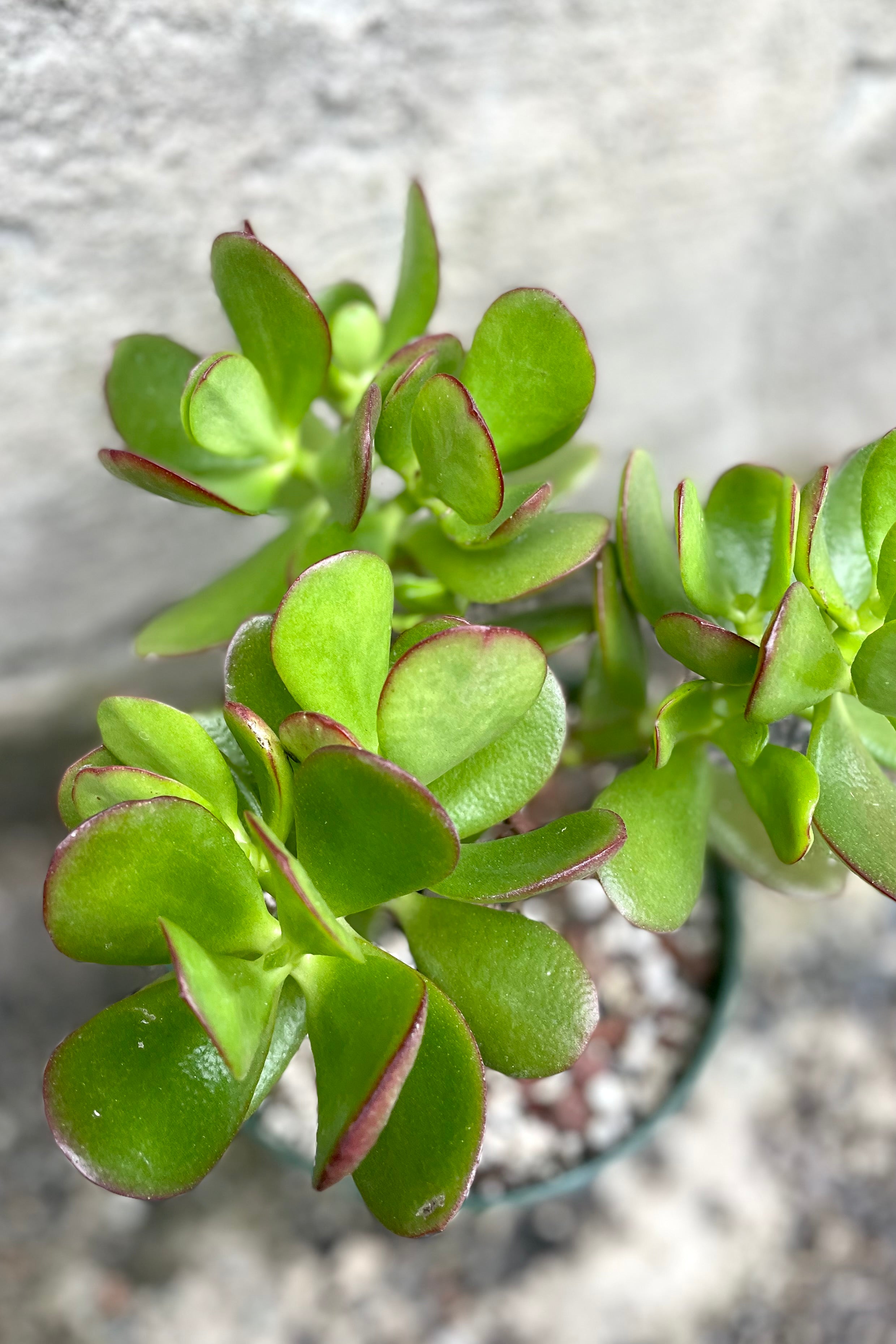 Crassula Ovata Jade Plant - 6 Inch Tree Form Succulent for Home Decor, Office Desk, and Indoor Gardening