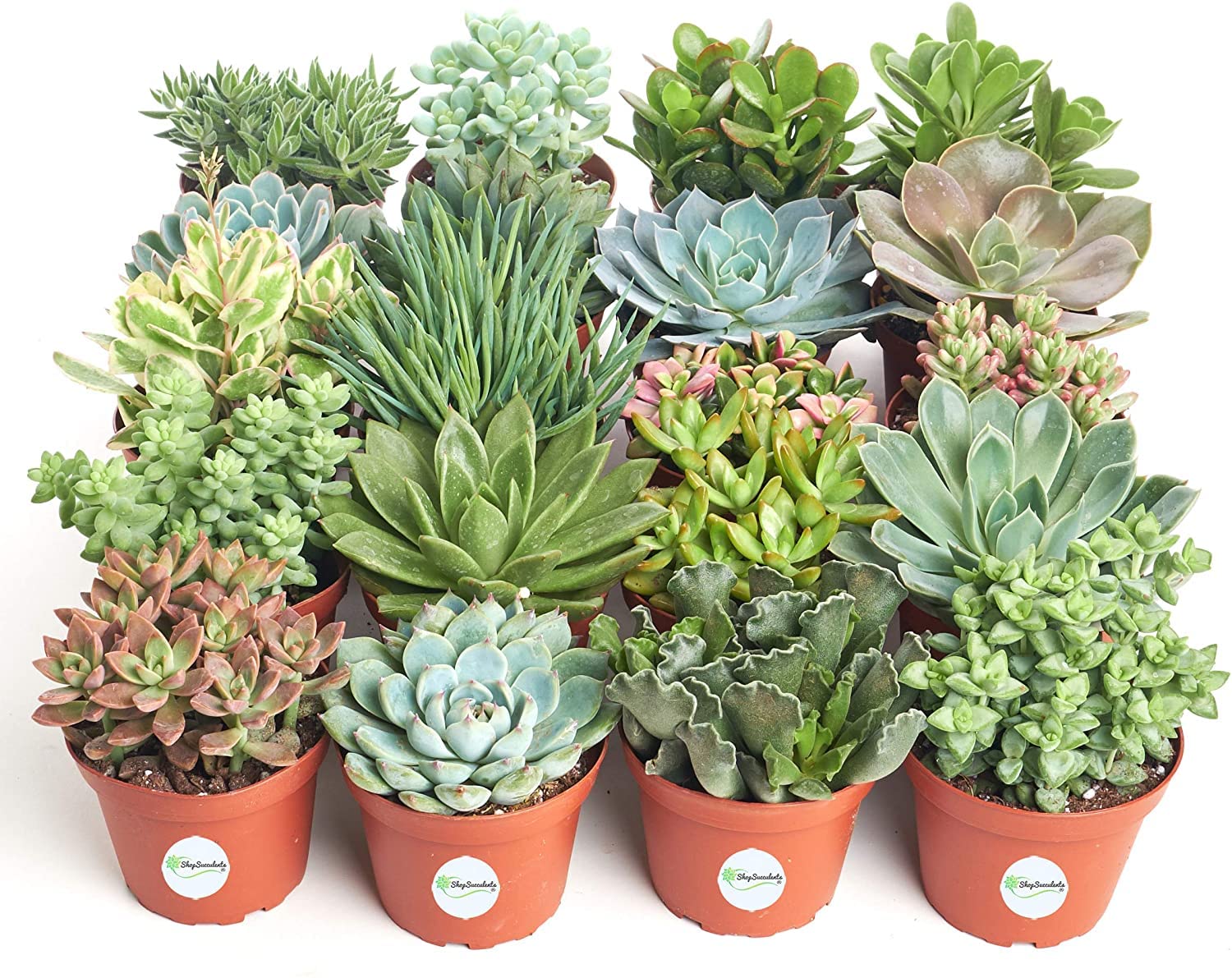 Live Succulent Plants Bulk - 4 Inch Potted Rooted Medium Succulents for Wedding Favors, Bouquets, Centerpieces & Home Decor | Shop Wedding Collection Succulents for Party Decorations & Gift Ideas