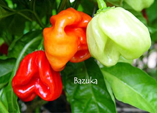 25 Bazuka Hot Pepper Seeds - C.chinense Heirloom Pepper from Guadeloupe - Super Hot Chili Seeds for Home Garden, Cooking & Spicy Food Lovers