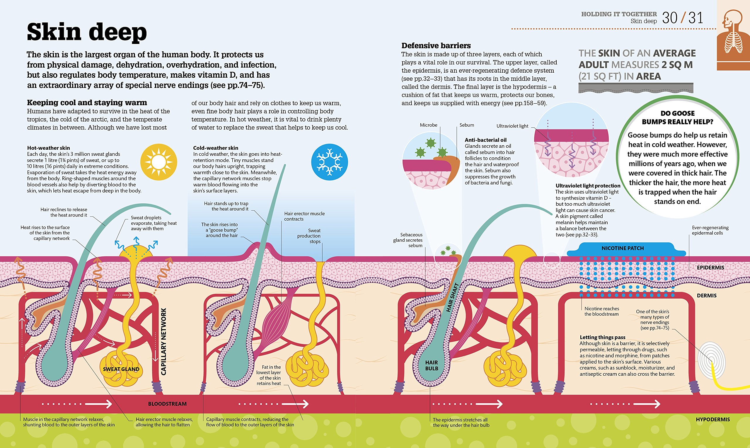 How the Body Works: The Facts Simply Explained - Human Anatomy Guide | DK How Stuff Works | Perfect for Students, Teachers & Medical Learners