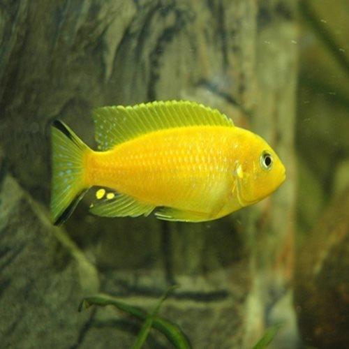 Pseudotropheus Daktari Cichlid Fish - Metriaclima Daktari - 3.5 Inch African Mbuna for Aquarium & Fish Tank Decoration - Perfect for Home, Office, or Aquatic Hobbyists