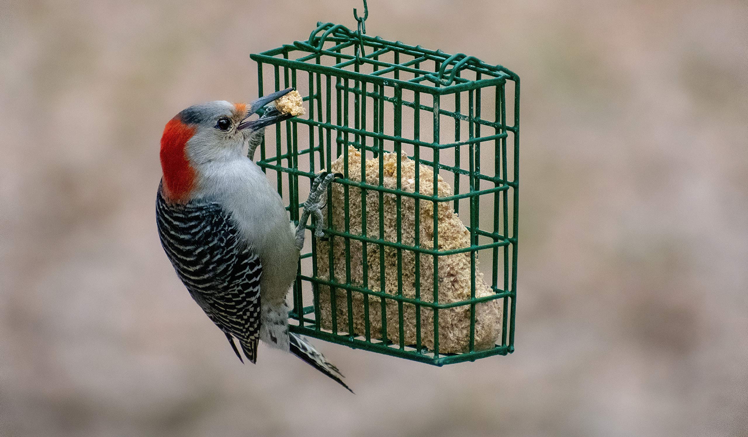 Premium C&S Woodpecker Delight No-Melt Suet Dough - High Energy Wild Bird Food for Woodpeckers, Nuthatches & Songbirds - Perfect for Backyard Bird Feeders in Winter & Cold Weather