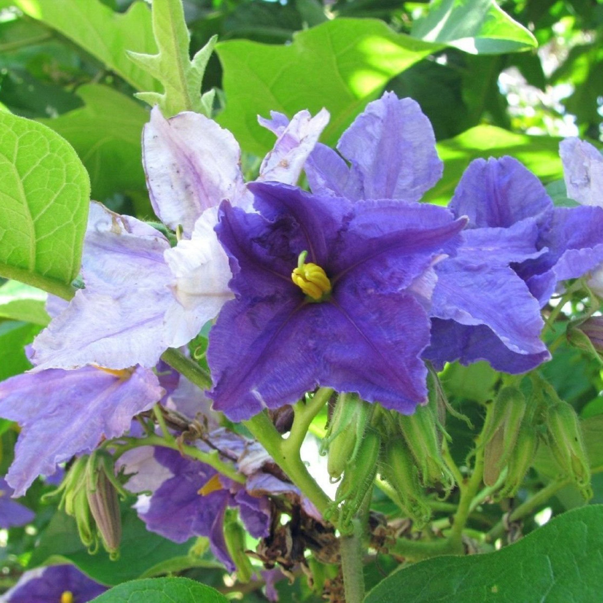 Brazilian Giant Star Potato Tree Seeds (Solanum macranthum) - Pack of 10 - Exotic Medicinal Herb Plants for Garden & Landscaping - Palm Beach Medicinal Herbs