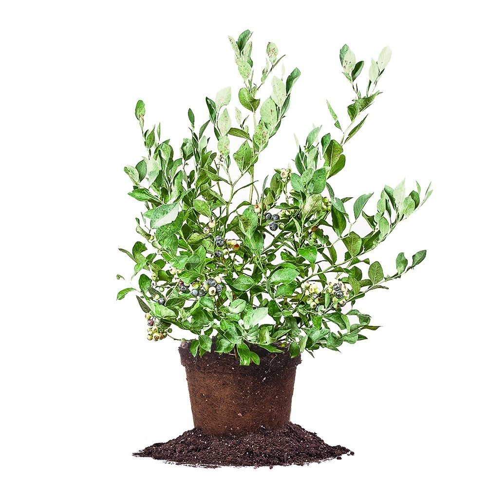 PERFECT PLANTS Powder Blue Blueberry Live Plant - 1 Gallon Size, Fresh Green Foliage | Ideal for Home Gardens, Landscaping & Fresh Berry Harvesting