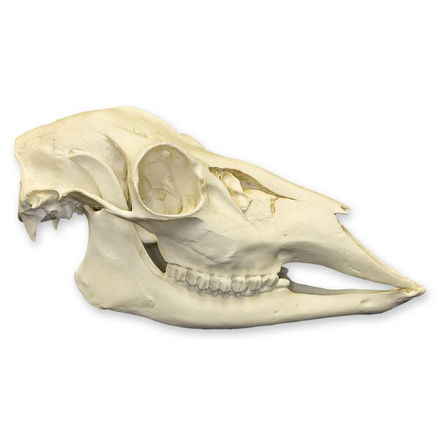 Replica Female White-Tailed Deer Skull - Lifelike Taxidermy Decor for Hunting Lodge, Cabin & Gothic Home Decor | Halloween & Nature-Themed Displays