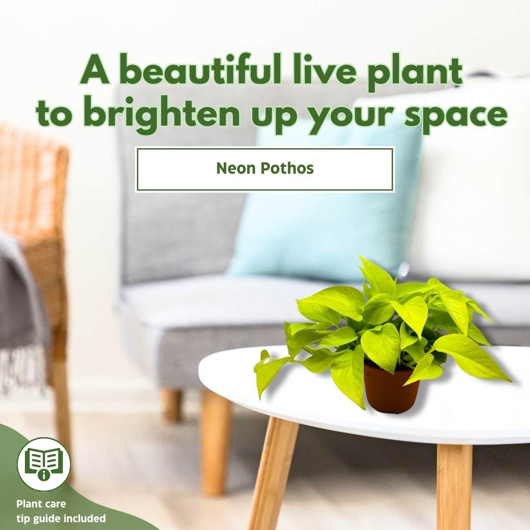 BubbleBlooms Neon Pothos (Epipremnum aureum) in 6 Inch Pot - Devil's Ivy, Hunter's Rove - Low Light Indoor Houseplant for Home, Office & Garden Decor