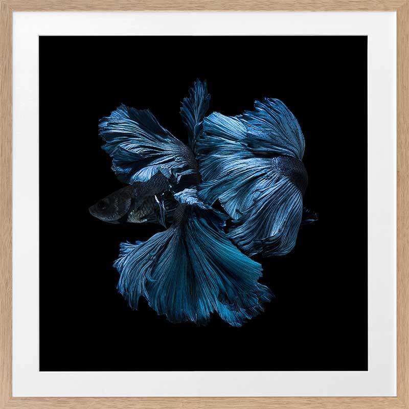 Betta Fish Framed Art Print - Vibrant Siamese Fighting Fish Wall Decor for Home, Office & Aquarium Enthusiasts | Perfect for Living Room, Bedroom & Gifts