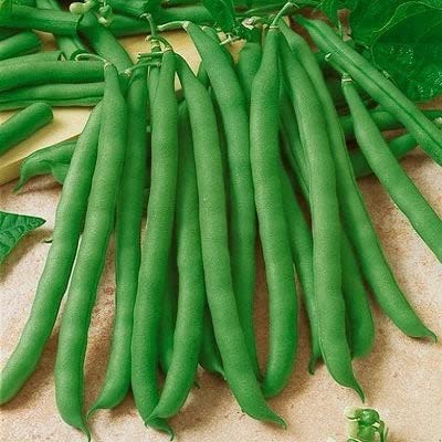 Eden Brothers Non-GMO Contender Bush Bean Seeds - 1 Pound Pack for Planting | High Yield, Easy to Grow Vegetable Seeds for Warm Season Planting in USDA Zones 3-9 | Perfect for Home Gardens, Raised Beds & Container Gardening