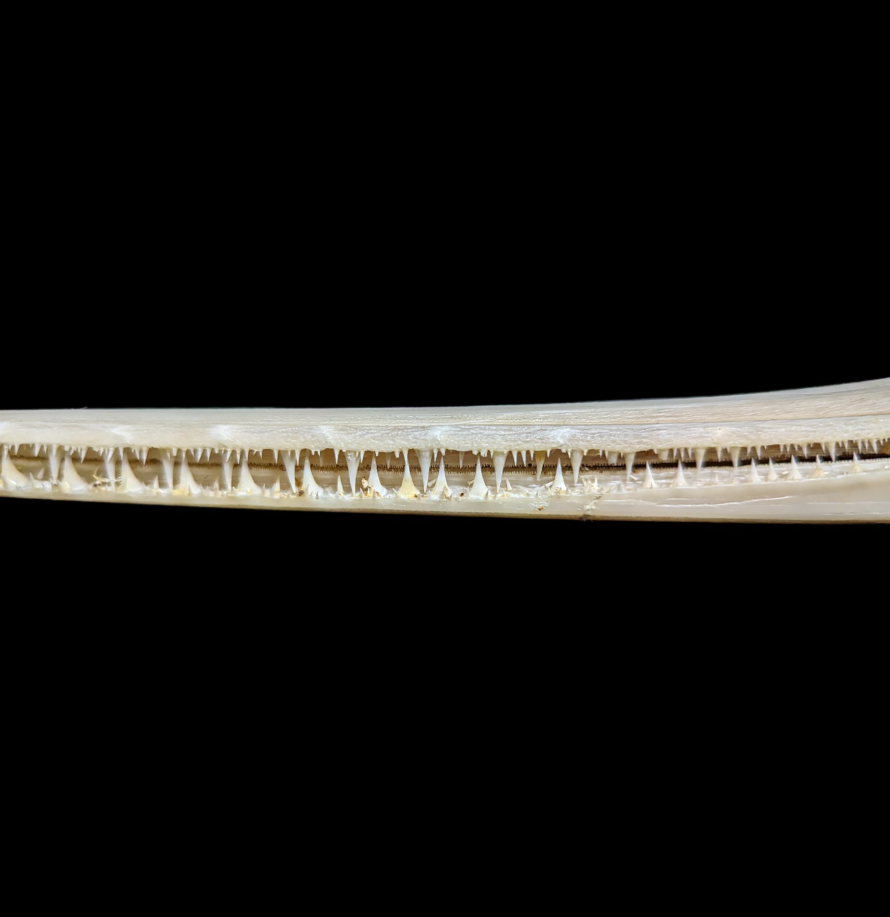 Longnose Gar Skull - Authentic Fish Skull Specimen for Collectors, Taxidermy & Science Education | Perfect for Home Decor, Classroom Display & Unique Gifts