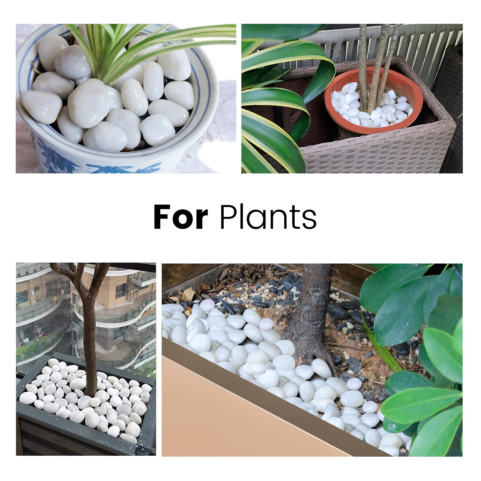 Premium White River Rocks 2-3 Inch - Natural Polished Decorative Pebbles for Landscaping, Indoor/Outdoor Plants, Vases, Aquariums & Terrariums | High-Grade Cream Stones for Gardening, Zen Decor & Water Features (1 LB)