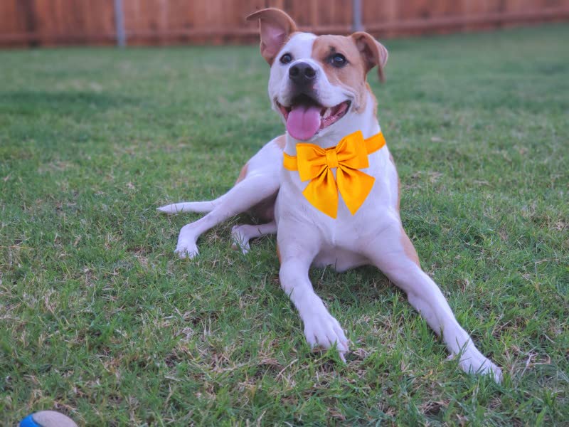 Adjustable Breakaway Dog Collar with Bow Tie - Maca Bates Solid Color Pet Collar for Small Medium Large XL Dogs, Golden Metal Buckle - Perfect for Birthday Gifts, Costume Parties & Daily Walks