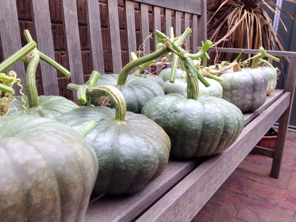 Blue Pumpkin Queensland Giant Seeds - Non-GMO Heirloom Vegetable for Halloween Decor & Rare Ornamental Gardening | Perfect for Fall Harvest, Holiday Displays & Unique Garden Landscapes