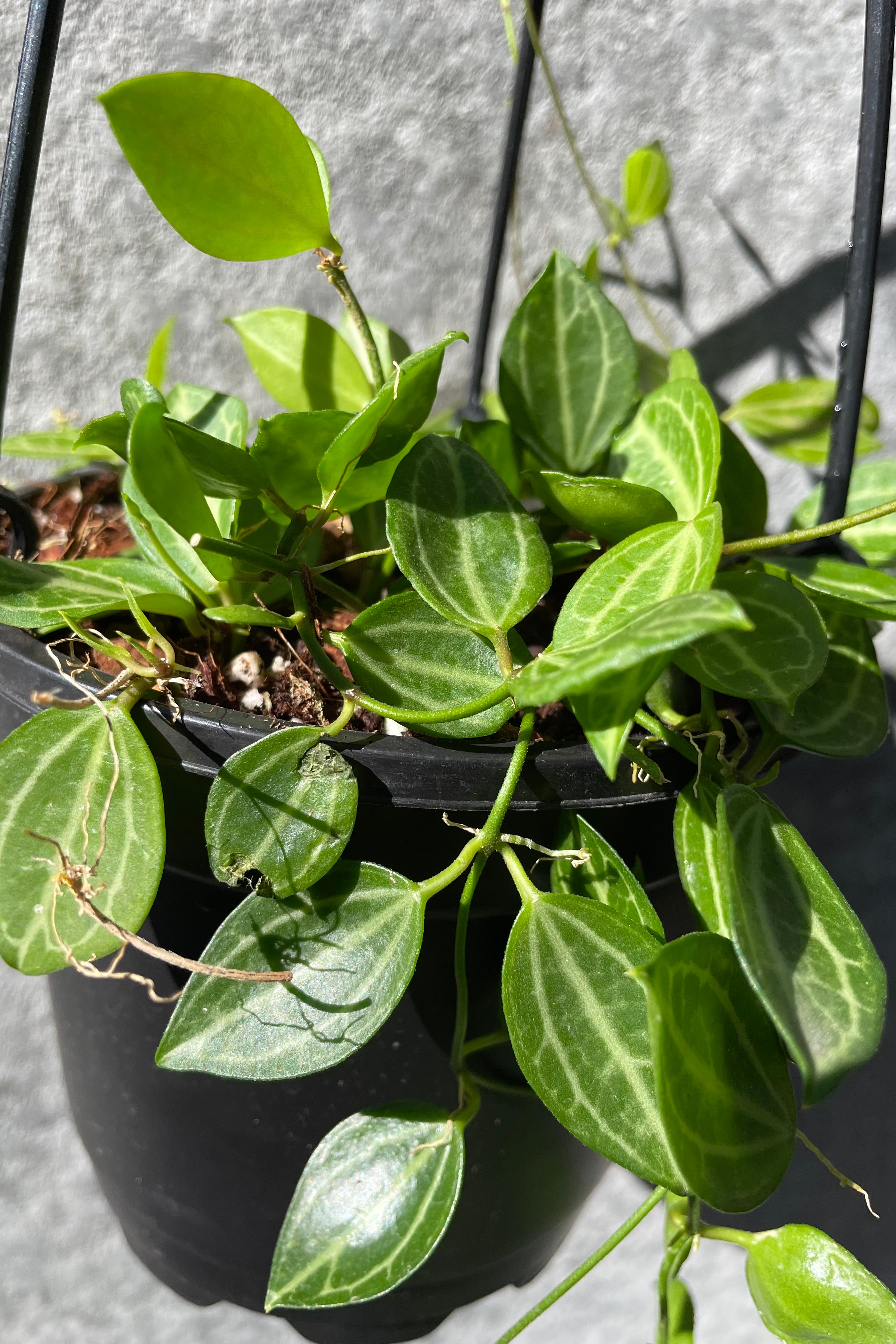 Dischidia Ovata 4.5 Inch Hanging Basket - Rare Watermelon Dischidia Plant for Home Decor, Office & Indoor Gardening