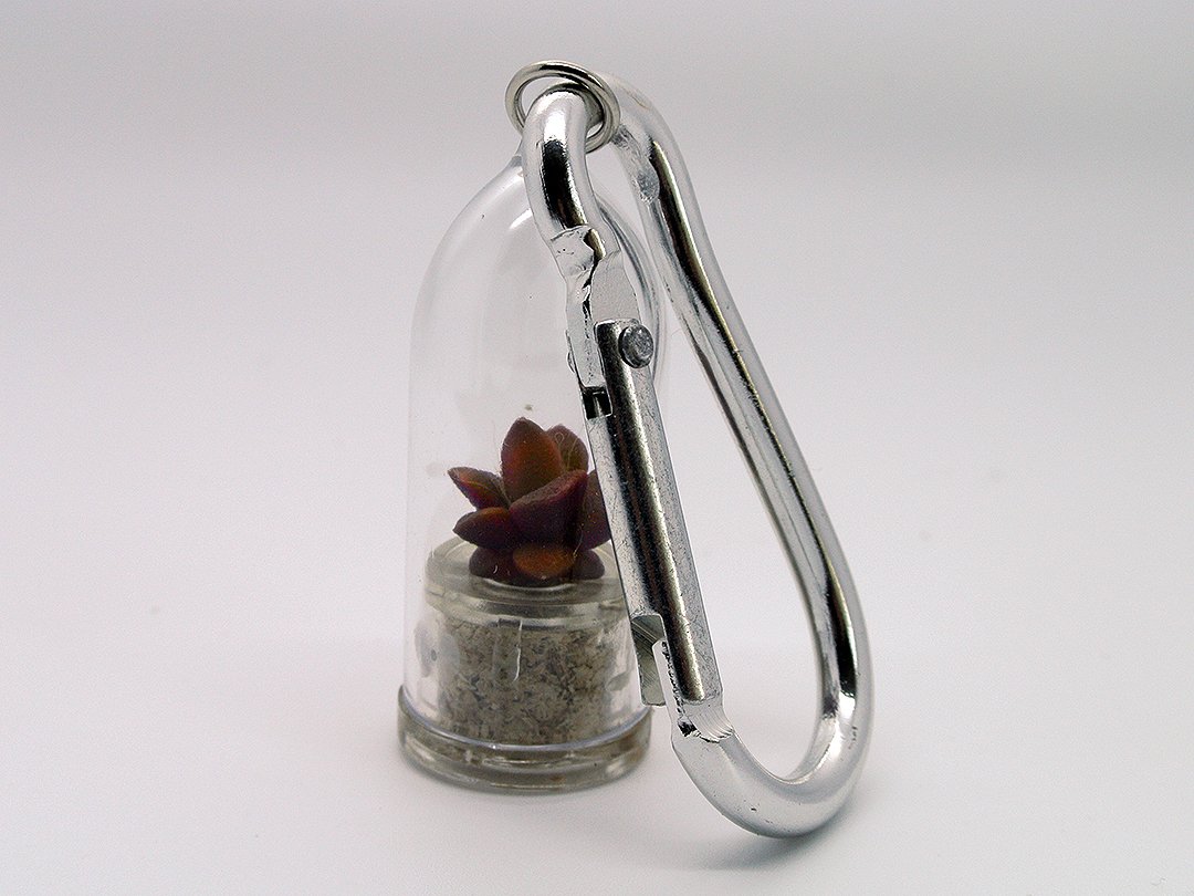Pinky Rose Live Succulent Terrarium Plant with Mini Silver Clip - Perfect for Home Decor, Office Desk & Gift Ideas