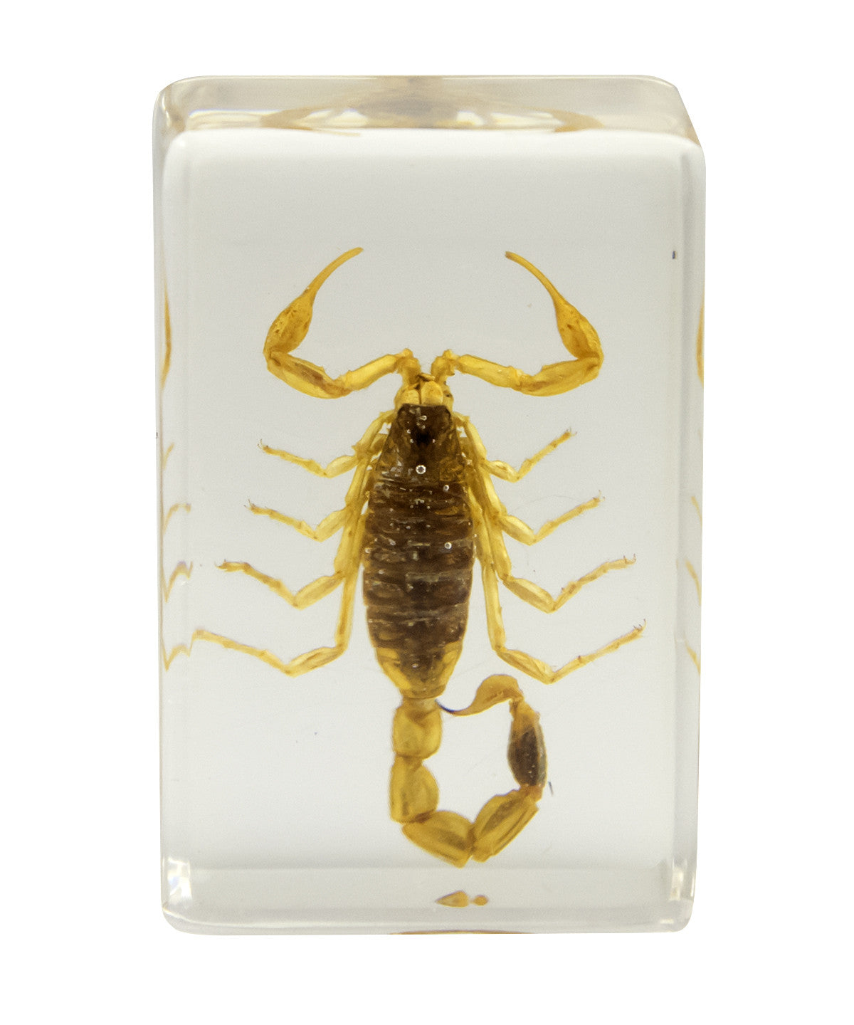 3D Bug Specimen Kit #1 - Realistic Insect Models for Science Education, Home Decor & Collectors | Perfect for Classroom, Kids Room & Nature Displays
